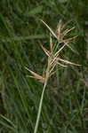 Jointed flatsedge